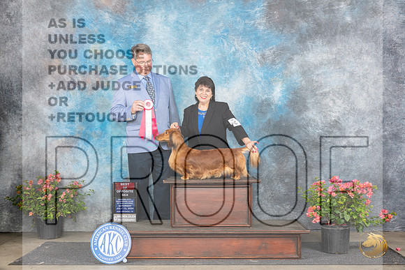 Dachshund Longhaired #28 Sat BOS Judge Kenneth L Hagmueller__JP_4852_San Antonio_2024_HR3