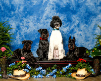 Standard Schnauzer #? Sun Custom