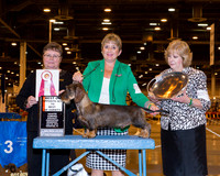 Dachshund Wirehaired #15 Wed BOS to BOV Ray Shirley Agent Cheri Koppenhaver Judge Peggy Lloyd