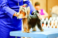 Yorkshire Terriers Sat