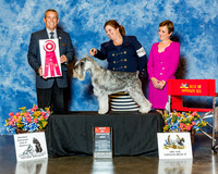 Standard Schnauzer #83 Sat BOS Marsh Sally & Al Derenzis Judge Mr Dana P Cline