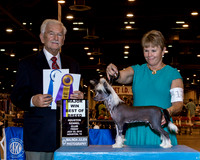 Chinese Crested #17 Fri BOB Maj Dorris Virginia & Kay Peiser Agent Kay L Palade-Peiser Judge Mr Norman L Patton