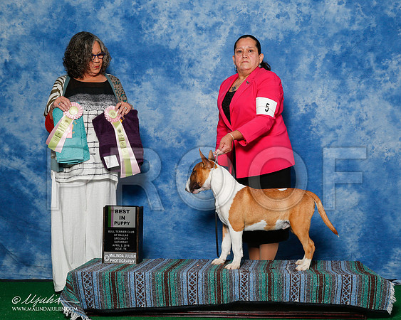 _R1_9368-2-BullTerrierAzilApr2016-HR3