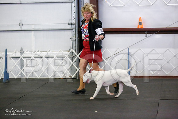 _JJ_1868-BullTerrierAzilApr2016-HR3