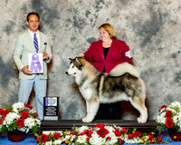 Alaskan Malamute #33 Thrs NC WD Maj Long Amber Ross and Melissa Judge Mr David W Haddock