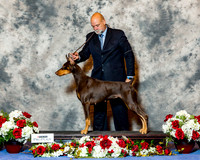 Doberman Pinscher Sun Janice Keith CUSTOM