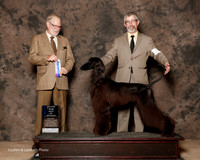 Afghan Hound #23 Sat Maj BOW Brown Rick Judge Jeffrey Pepper