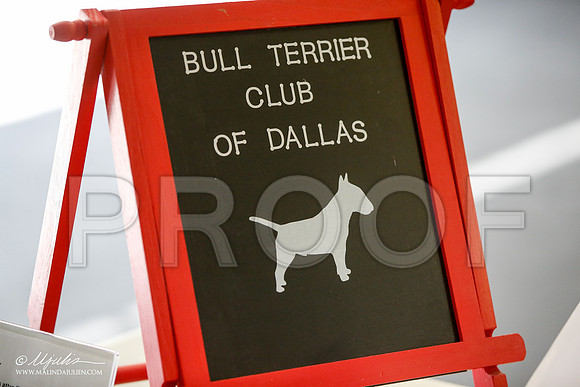 _JJ_0411-BullTerrierAzilApr2016-HR3