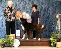 Akita #6 Fri WB Dr Sophia Kaluzniacki D Judge D Cornelessen Amarillo Sep 2013