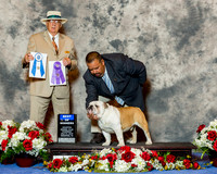 Bulldog #25 Thrs BOW Castelan Erwin Judge Mr Arley D Hussin RESHOOT