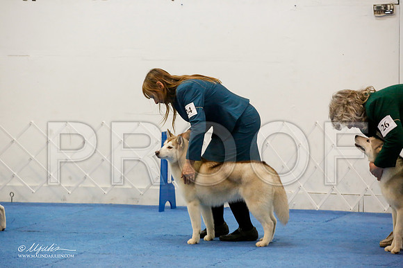 _M3_0992-AddisonHuskyMar2015-HR3