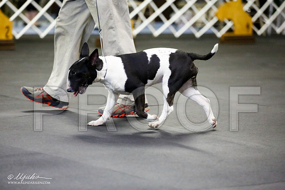 _JJ_0835-BullTerrierAzilApr2016-HR3