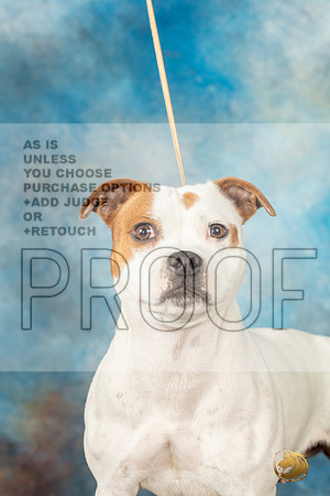 Staffy Bull SunMJP_9695_SA2023_HR3