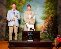 Chihuahua Smooth Coat #9 Sun BOV Machado Joao and Connie and Mack Williams Judge Joe Walton