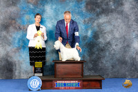Westhighland White Terrier #5 WED G3 Judge Christine Erickson
