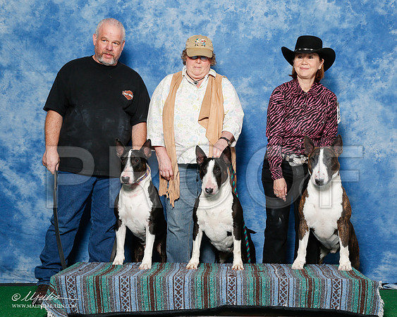 _R1_9382-2-BullTerrierAzilApr2016-HR3