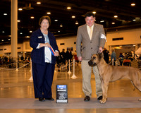Rhodesian Ridgeback #20 Sat BOW Reamer Mr Donn Lawrence Judge Ms Nikki Riggsbee