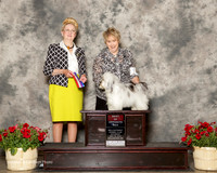 Havanese #10 Sat BOS Maeda Rodolfo and Celia Maeda Agent Jon Rawleigh Judge Nancy Smith Hafner
