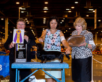 Dachshund Longhaired #19 Wed BOV Koike Rieko and Mark Stephenson Judge Peggy Lloyd