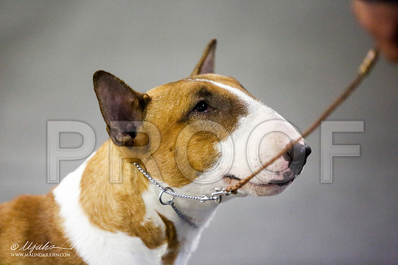 _JJ_3988-BullTerrierAzilApr2016-HR3