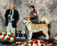 Alaskan Malamute #25 Fri NG Schireman Amber & Emily Flores Judge Mr Ronald H Menaker RESHOOT
