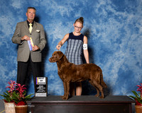 Chesapeake Bay Retriever #6 sun BOB Van Duzer Candace and Charles Agent Bobby Schoenfeld Judge Bart Miller