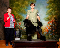 Poodle Standard #6 Sat WB Zimmerman Kathryn Judge Cindy Meyer