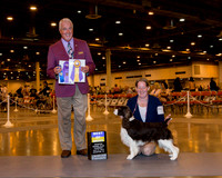 English Springer Spaniel #8 BOB Thrs Reed Misty Maureen Lejune Judge Dr Steve Keating