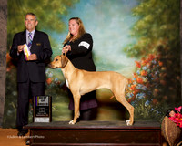 Rhodesian Ridgeback #12 Sun BOB Foster Amanda and Denise Ivie Price Judge Dana Cline