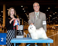 Maltese #7 Sun BOS NC Canada Jessica & Terrie Agent Dan L Haley Judge Dr Wanda V Spediacci