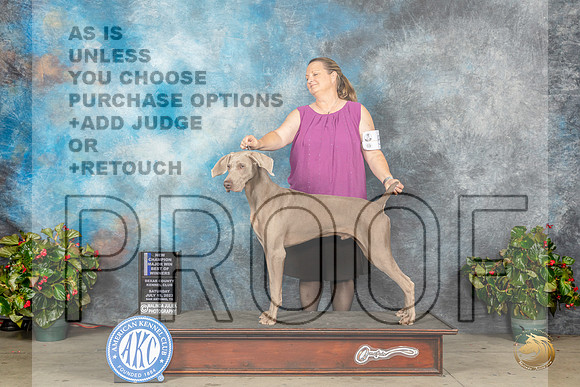 Weimaraner #5 Sat BOWMCh Judge Jay RichardsMJP_9094_SA2023_HR3
