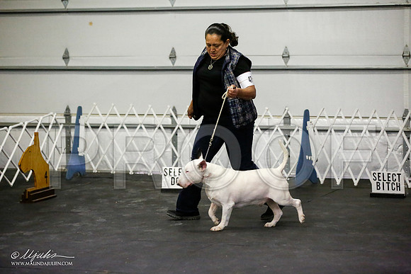_JJ_3301-BullTerrierAzilApr2016-HR3