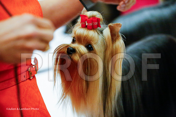 _JJ_8732-YorkieNatJul2016-HR