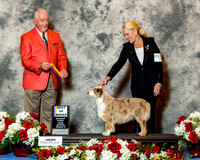 Miniature American Shepherd #14 Sat BOB Mcadams Jeanie Troyan & Dr Douglas Mcadams Judge Dr Steve Keating