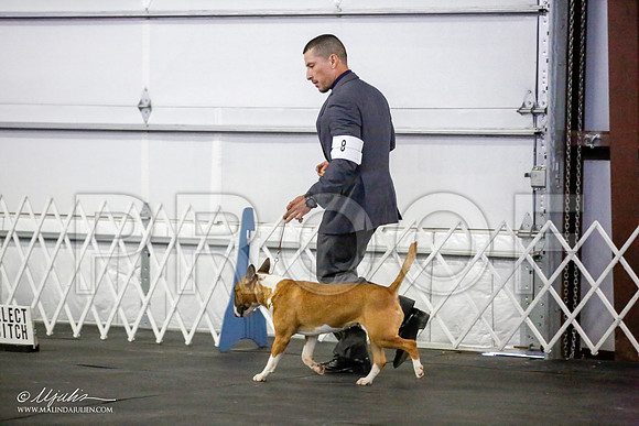 _JJ_3994-BullTerrierAzilApr2016-HR3