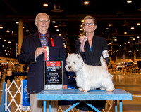 West Highland White Terrier #26 Sun BOS Nesler Olivia Judge Mr Robert J Shreve