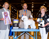 Bichon Frise #18 Wed BOB Ruggles Sommers and Scarpa K Fileccia Agent Scott Sommer Judge Robert Indeglia