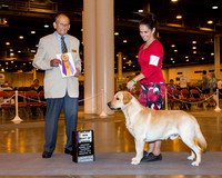Labrador Retriever #47 Thrs BOB Corcoran Kelli & Dana Albrecht Judge Dr Robert A Indeglia