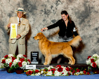 Golden Retriever #23 Sat G3 Sarkin Margie Agent Madeline Peterson Judge Arley Hussin