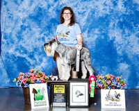 Standard Schnauzer #16201 Agility High in Trial