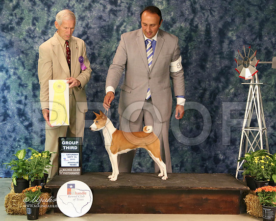 Basenji-5410-Amrllo13 HR