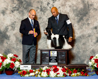 Cocker Spaniel #7 Sun BOV Albert Troy Dana Judge Harry Butch Schulman