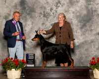 Doberman Pinscher #20 Sun WB Stubbs Luci and Larry Witt and Tina MArshall Judge Desmond Murphy