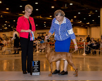 Vizsla #17 Sun BOW Maj Perry Charles Judge Mrs Carol Tobin Murray