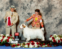 Clumber Spaniel #11 Sat G2 Clussexx Teg Hubbard Holbrook Dowd Judge Arley Hussin
