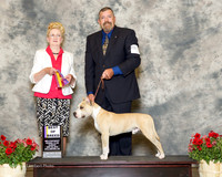American Staffordshire Terrier #5 Sun BOB Fitzsimmons Cole Judge Nancy Smith Hafner