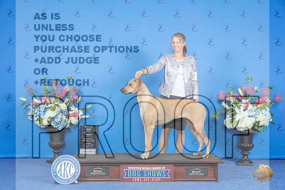 Rhodesian Ridgeback #8 SUN WB BOW M Judge Jamie Hubbard__JP_0137_Houston_2024_HR3
