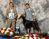 Doberman Pinscher #34 Fri BOW Maj MacKenzie Tony & Kimberly & Michelle Santana Agent Alfonso Escobedo Judge Mr David W Haddock