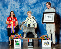 Standard Schnauzer #6 Thrs BiSS Koehler Kathy & Penny Duffee & Connie Reidner Judge Mrs Keke Kahn