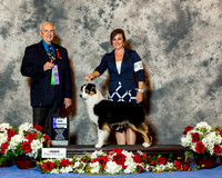 Australian Shepherd #24 Sat Maj WB Velnosky Terry and Hope McQueen Judge Robert Shreve